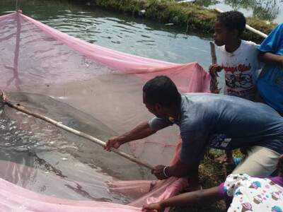 viskwekerij mulai papua